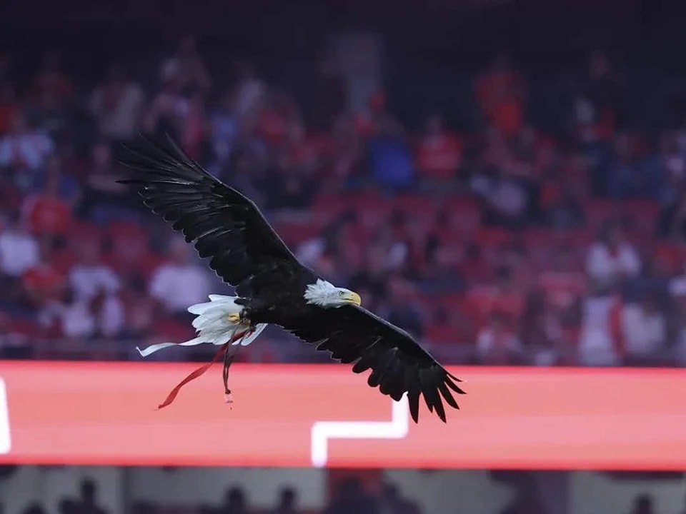 赛中打入, src, Aves 赛中打入, src, Aves